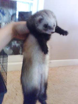 omie-the-ferret-21296306