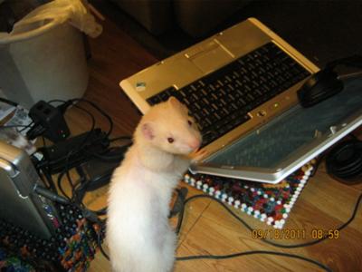 learning how to surf the internet learning how to surf the internet