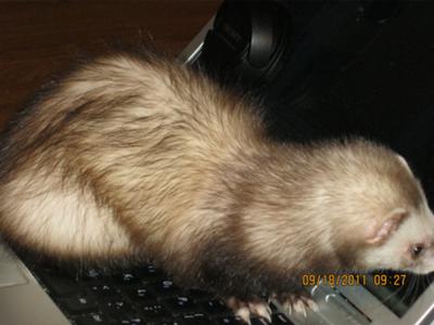 little sister can't be left out little sister can't be left out