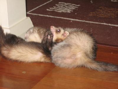 pepsi-kirby-21296271