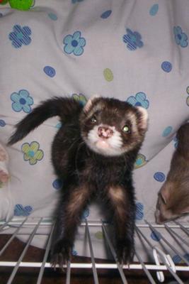 Can he beg or what?? Can he beg or what??