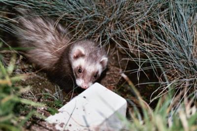 Pudgee Bear Oct 2001 - Dec 2008 Pudgee Bear Oct 2001 - Dec 2008
