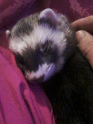 Nothin' better than napping on my human staff member's leg Nothin' better than napping on my human staff member's leg