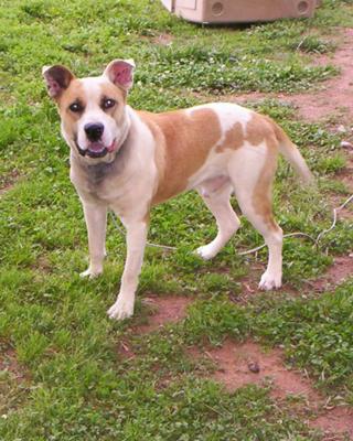 OOPS! This is Ace, NOT Rocky : ( OOPS! This is Ace, NOT Rocky : (