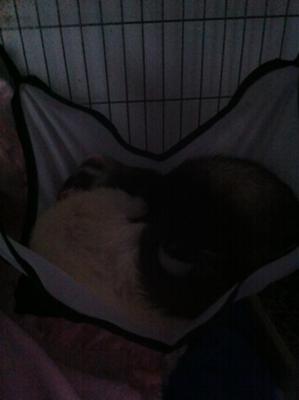 Her last goodbye to her bffl Snowflake Her last goodbye to her bffl Snowflake