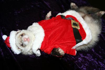 Santa Rufus Santa Rufus