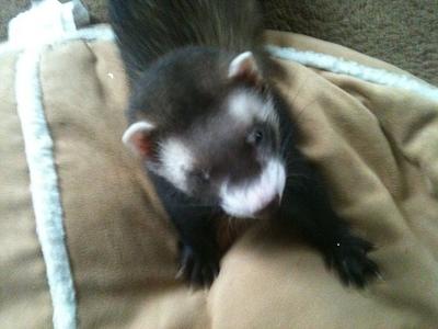 March 2012 - June 2013 March 2012 - June 2013