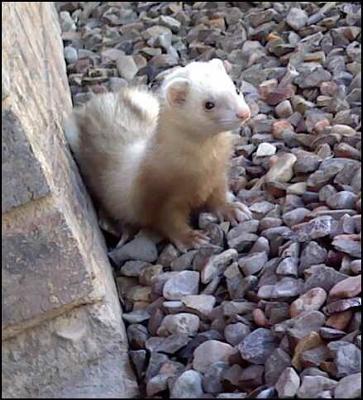 Stitches before he got sick. Stitches before he got sick.