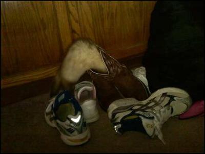 Stitches exploring my boot. Stitches exploring my boot.