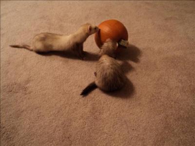 Stitches and Mury right before he became ill. Stitches and Mury right before he became ill.