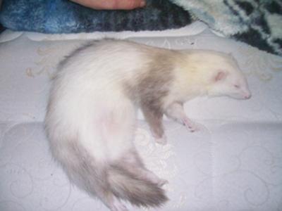 Tinkerbell Taking A Nap Tinkerbell Taking A Nap