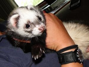 The soon to be Bartleby The soon to be Bartleby