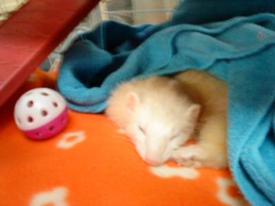 Sleepy Lilah Sleepy Lilah