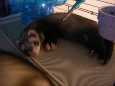 R.I.P. Valentine 2/13/09-3/10/13 R.I.P. Valentine 2/13/09-3/10/13