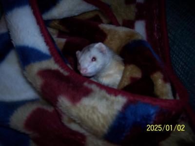 Maybe if I just pretend to be sleeping she'll go away Maybe if I just pretend to be sleeping she'll go away