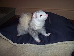 Zoie was heaven sent I love you & miss you Zoie was heaven sent I love you & miss you