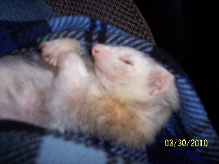 Zoies final days were still showing her love Zoies final days were still showing her love